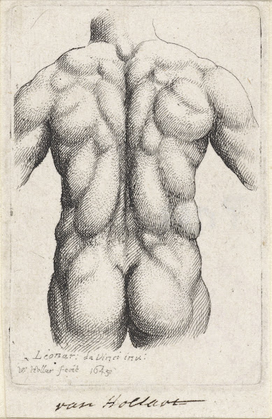 Anatomische studie van de torso van een man op de rug gezien after Leonardo da V