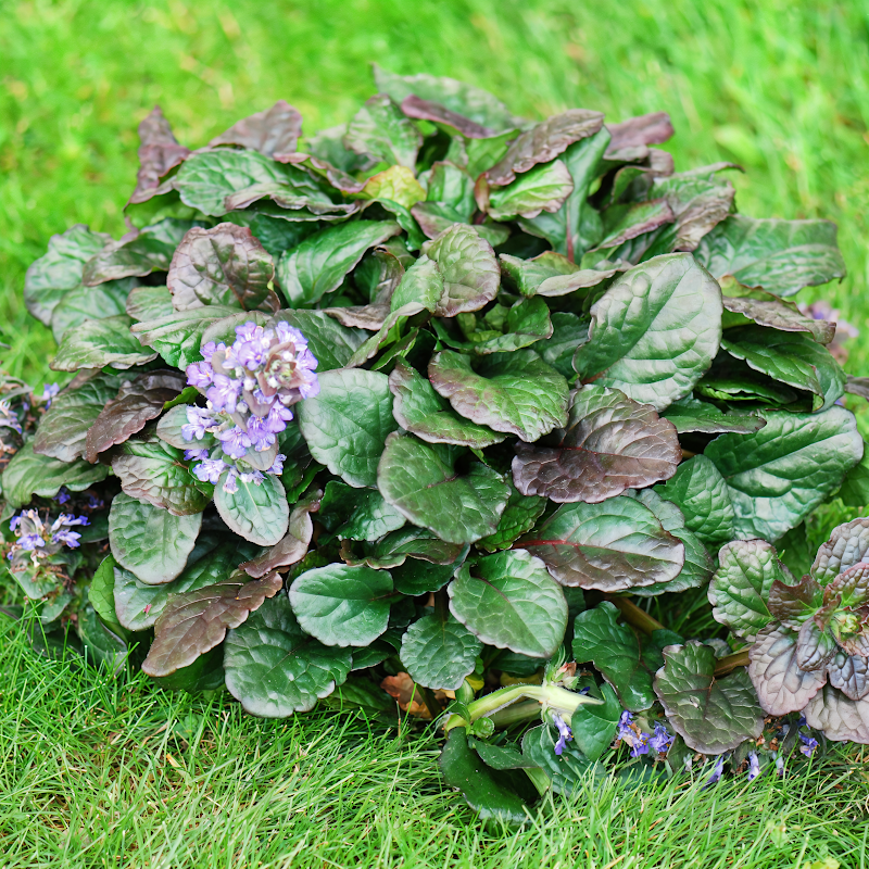 Ajuga reptans 'Black Scallop' in fioritura, tappeto di foglie scure nel giardino