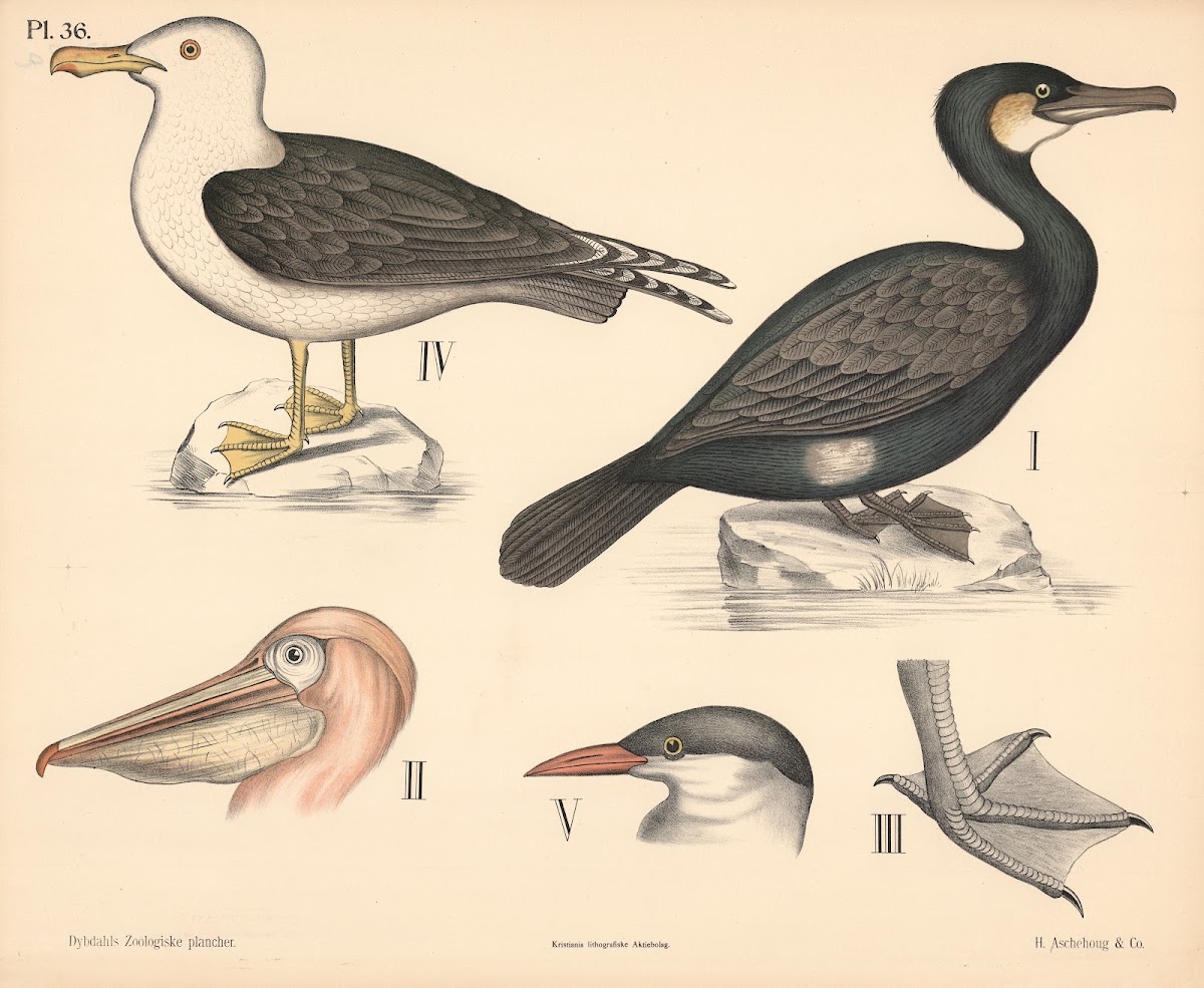 Fugle Hønsefugle og pelikanfugle 1881