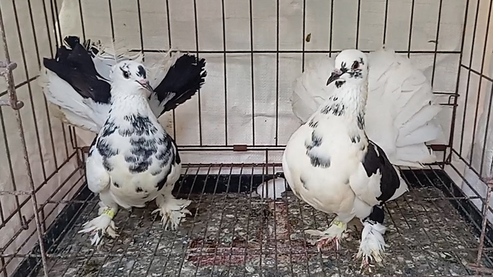 MERPATI KIPAS 0611130525