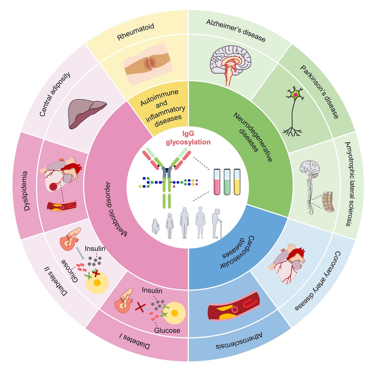 Immunoglobulin G glycosylation and its alterations in aging-related diseases