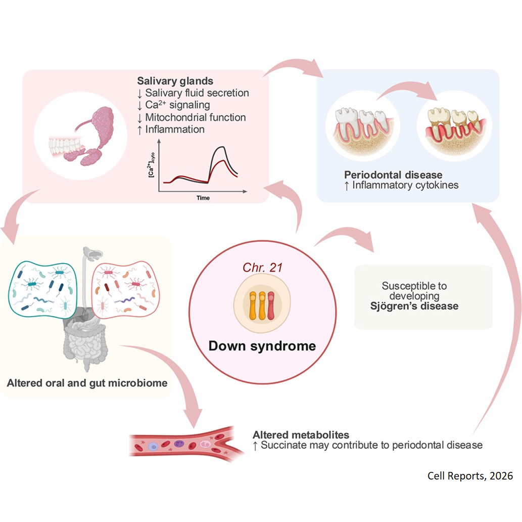 Dysregulated calcium signaling underlies hyposalivation and microbial dysbiosis in Down syndrome