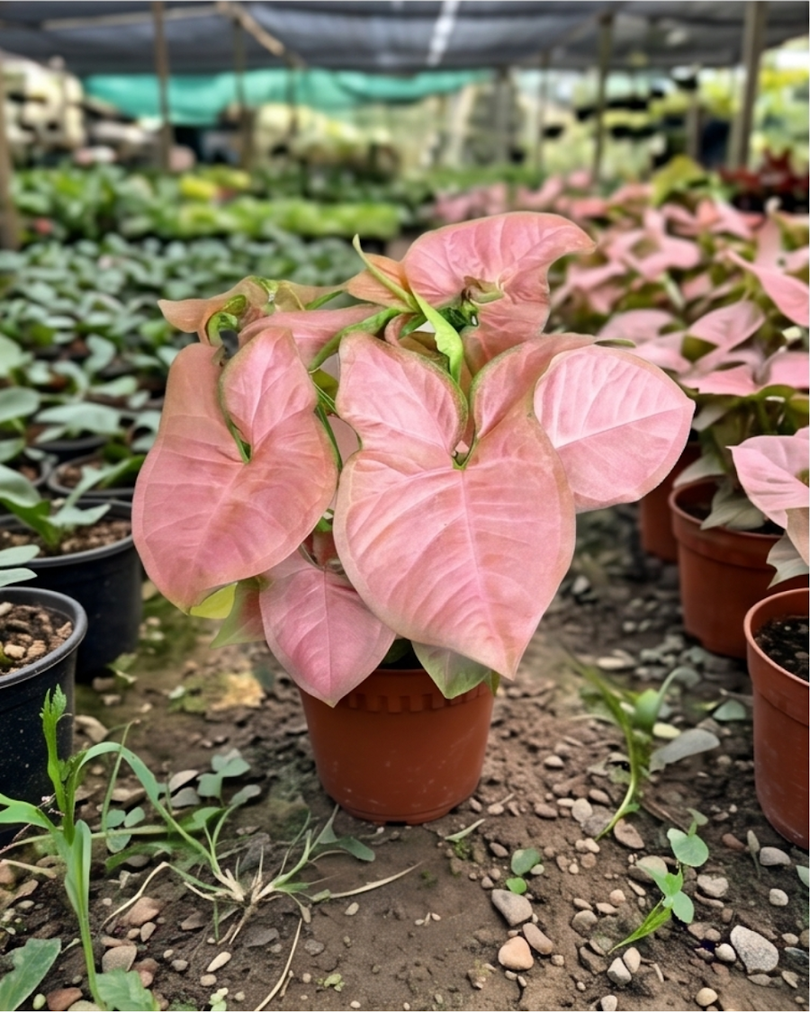Syngonium Pink Indoor Plant — view 5