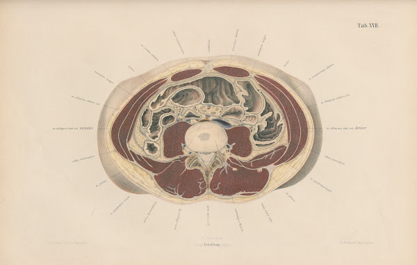 Topographisch anatomischer Atlas nach Durchschnitten an gefrornen Cadavern Pl19