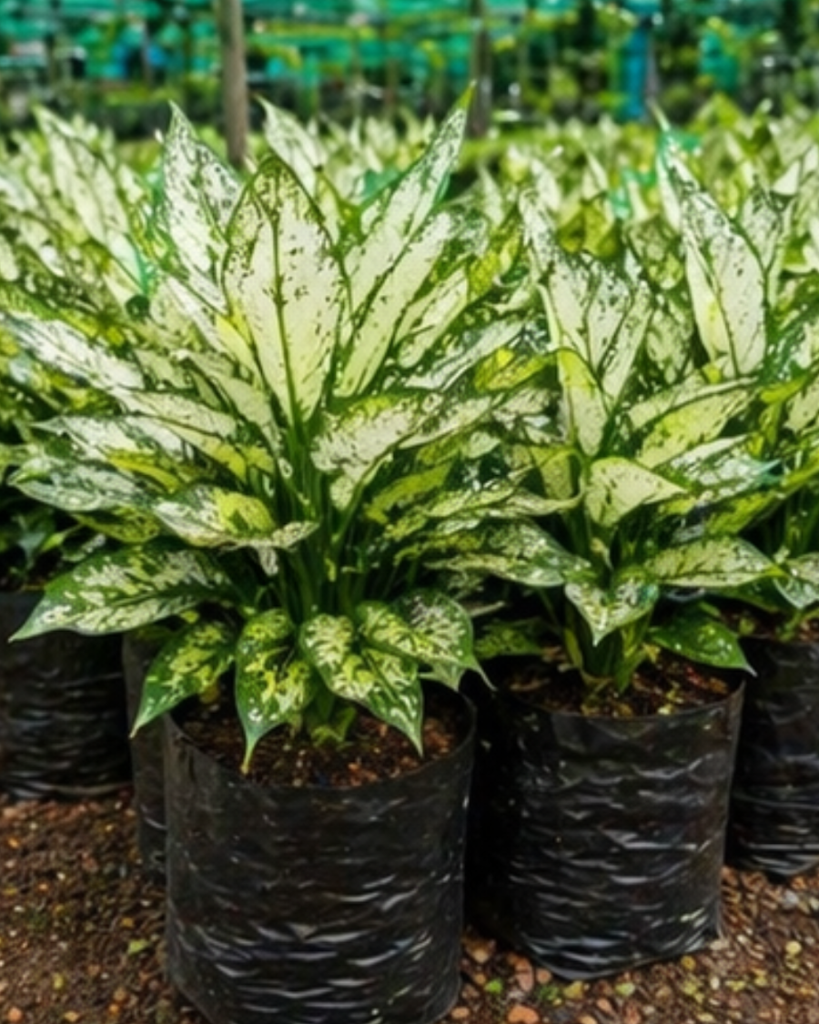 Aglaonema Snow White Indoor Plant — view 4