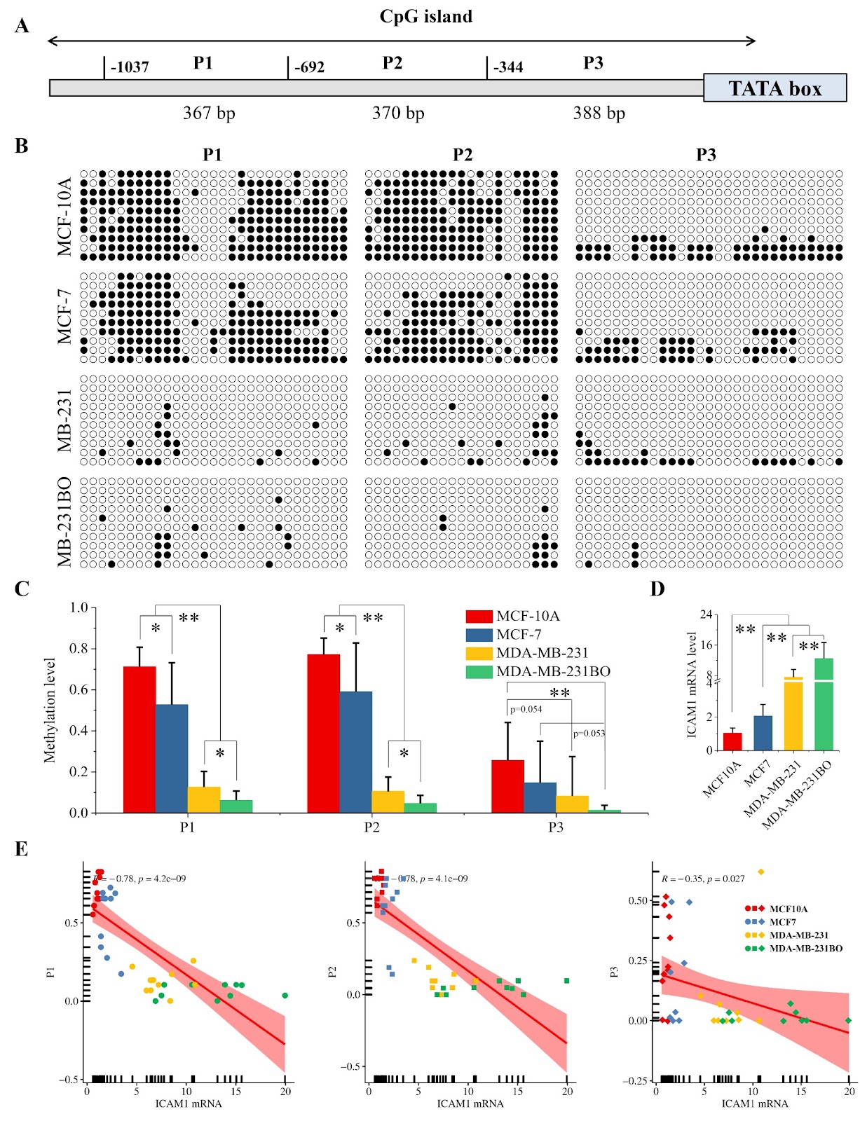 Transcription factor occupancy limits DNA methylation and determines ICAM1 expression in breast cancer