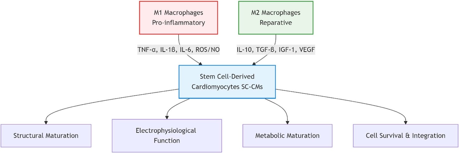 Research progress on the effects of M1/M2 macrophages on the differentiation and maturation of stem cell-derived cardiomyocytes: a review