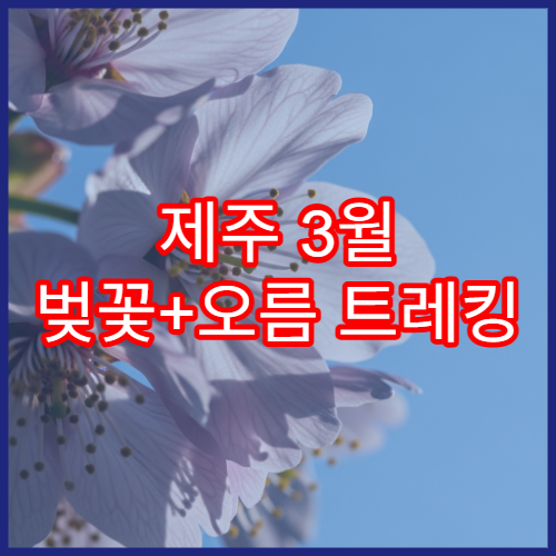 제주 3월 벚꽃+오름 트레킹 코스 추천