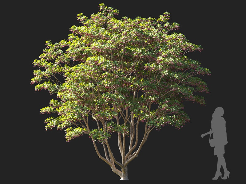 Maxtree - Plant Models Vol.122