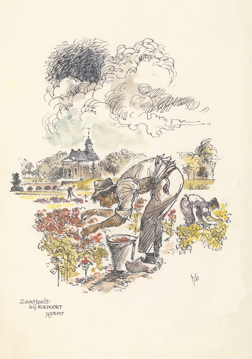 Zaadteelt bij de Koepoort te Enkhuizen 1950 1970