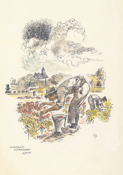 Zaadteelt bij de Koepoort te Enkhuizen 1950 1970