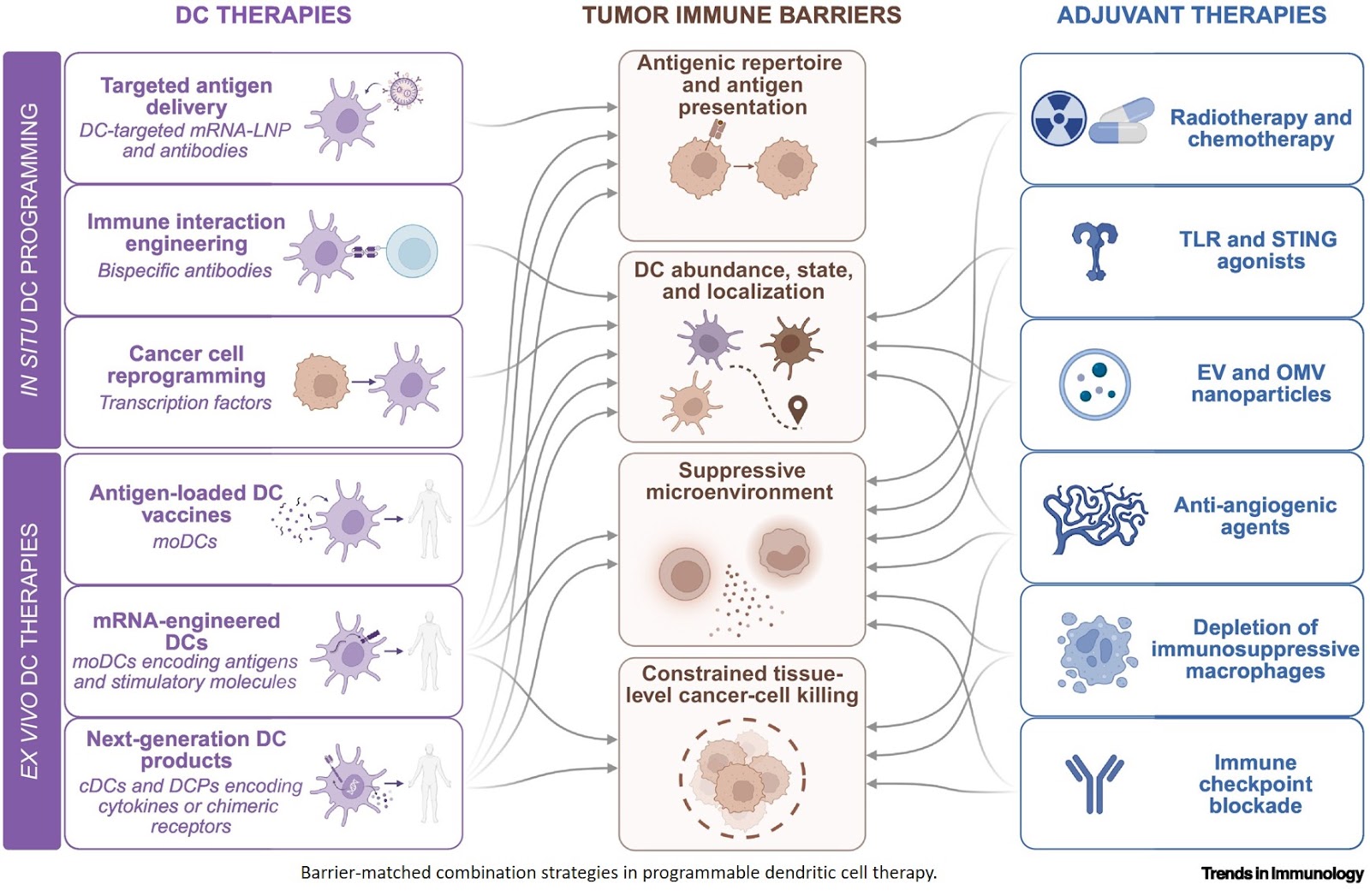 Dendritic cells as programmable platforms for cancer immunotherapy