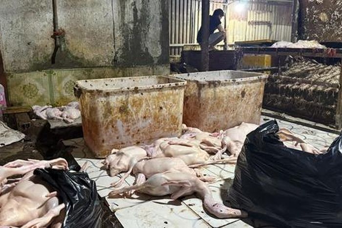 Đột kích điểm giết mổ vịt ở TPHCM lúc rạng sáng - Báo Người Lao Động
