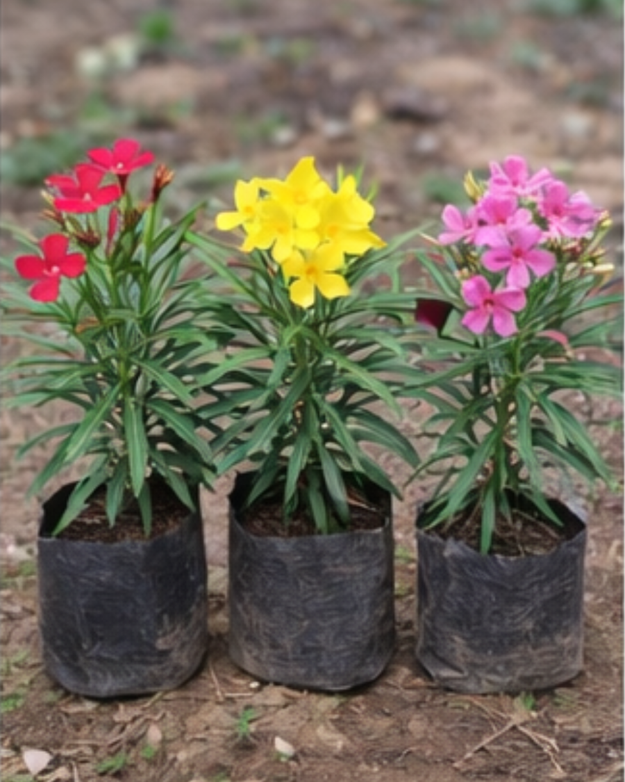 Korobi Mix Colour Plant — view 4