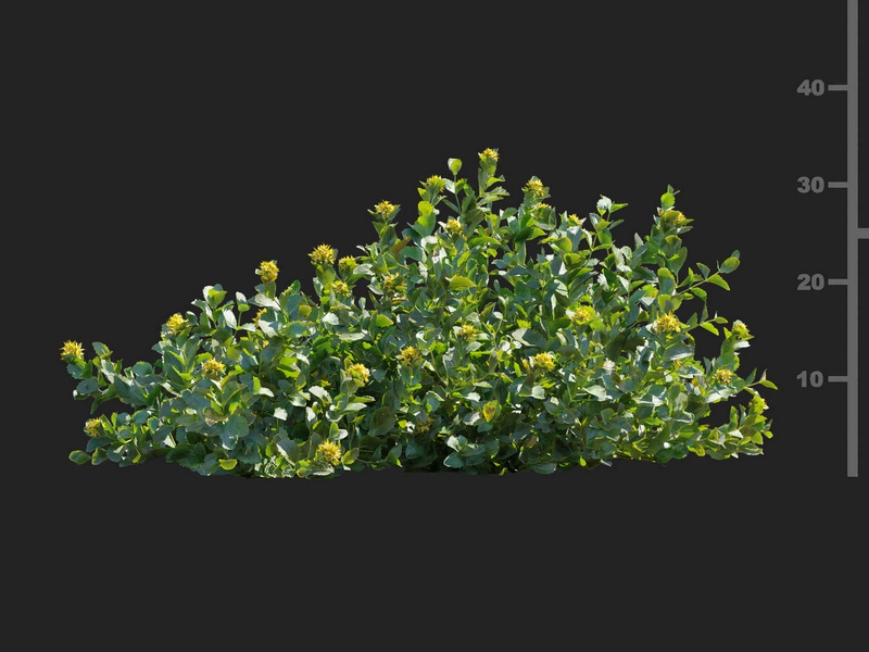 Maxtree - Plant Models Vol.112