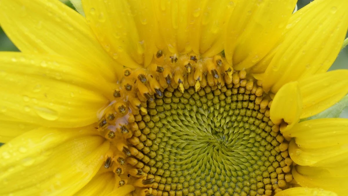 DSR과 DTI 개념과 차이, 대출 심사 기준 이해하기