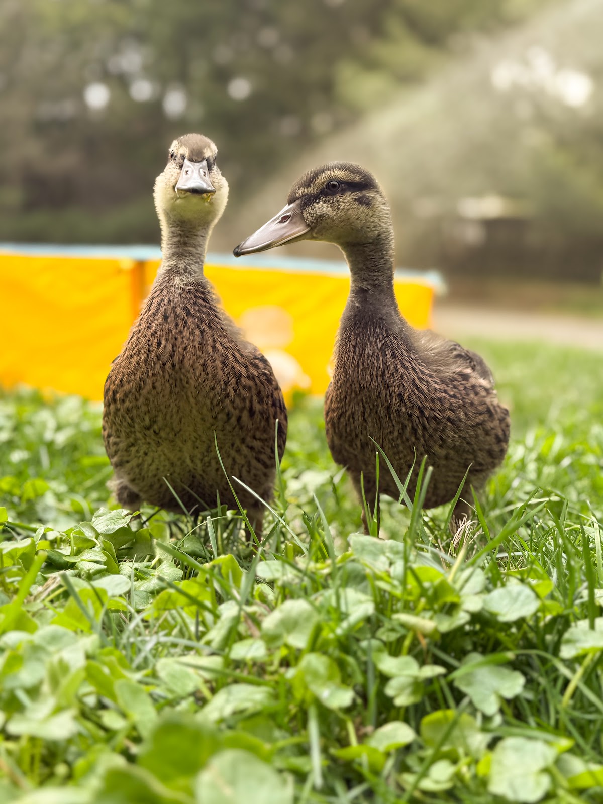 Mallard Duckling