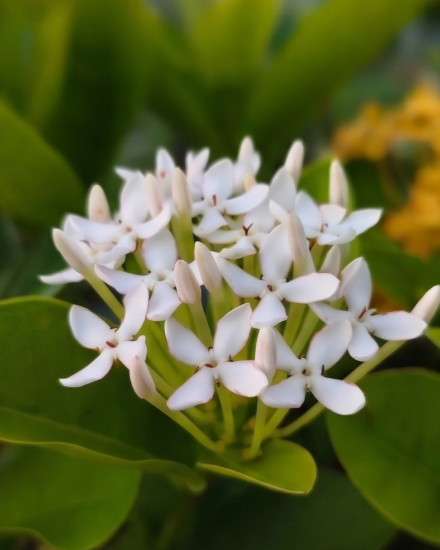 Ixora White Plant — view 3