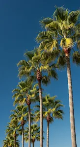 Low-Angle View of Tropical Palm Trees Swaying Against a Bright Blue Sky