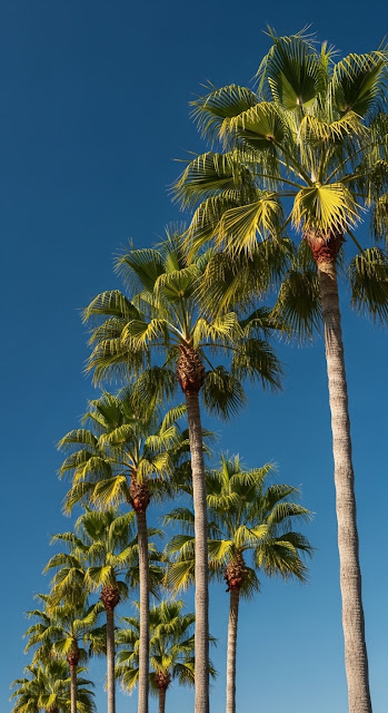 Low-Angle View of Tropical Palm Trees Swaying Against a Bright Blue Sky - Free mobile Wallpaper