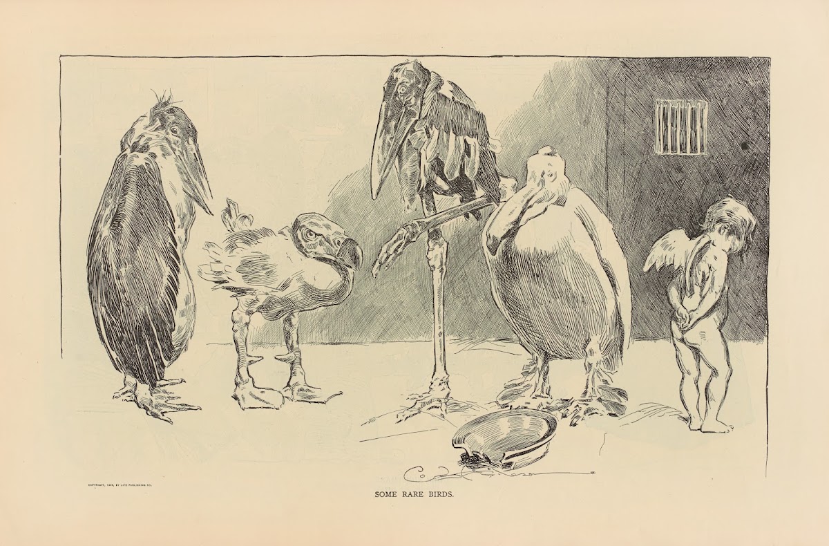 Some rare birds 1893 1900