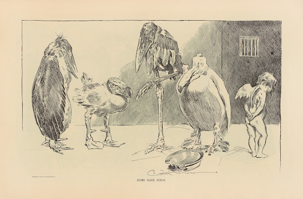 Some rare birds 1893 1900