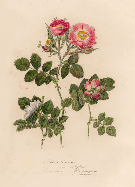 Rosa rubiginosa and 2 Rosa rubiginosa sepium and 3 Rosa rubiginosa flore semiple