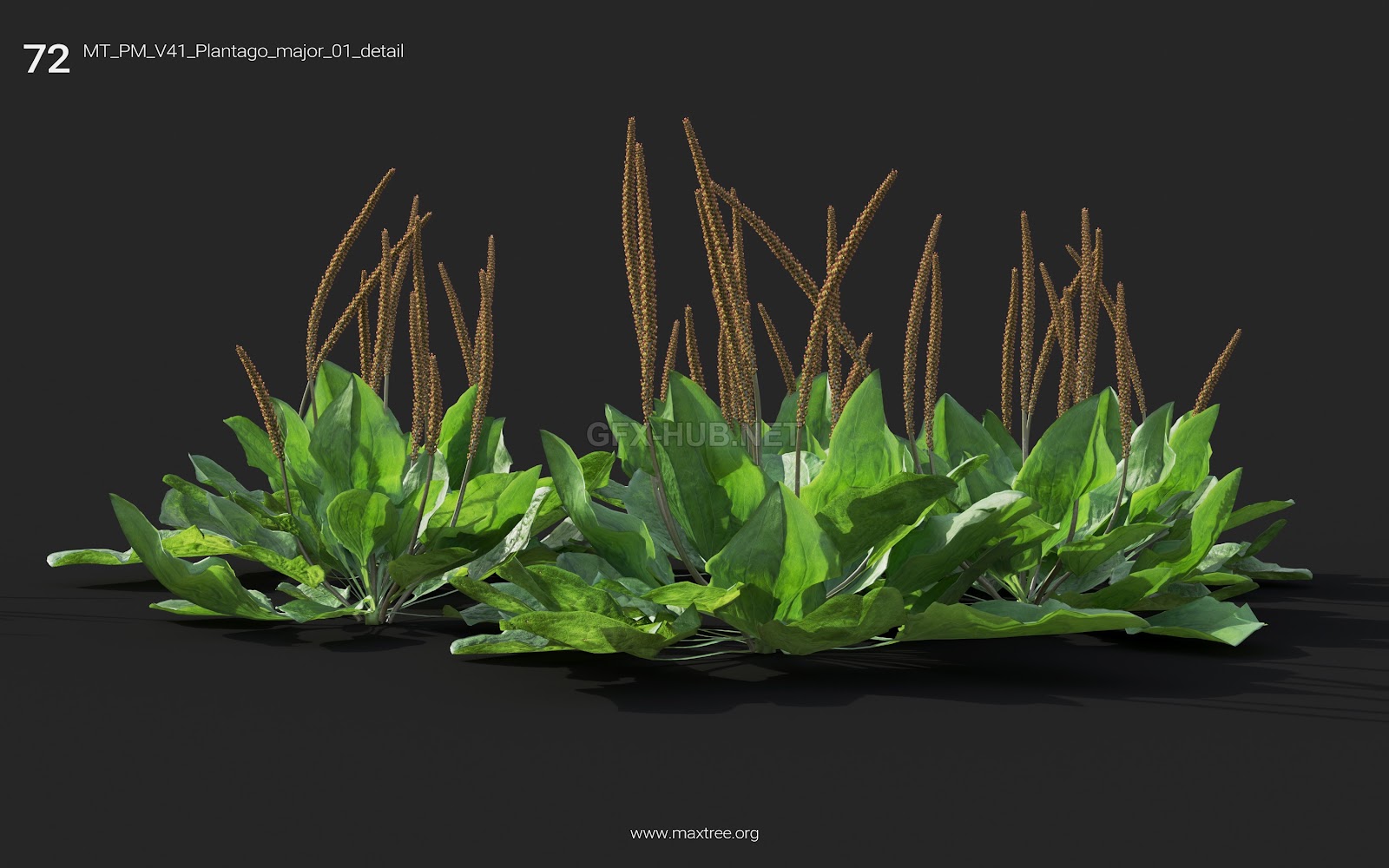 Maxtree - Plant Models Vol.41