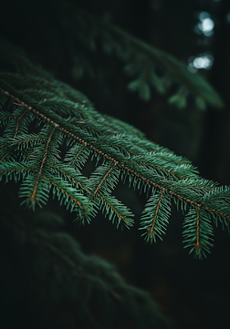 Spruce Branch in Forest