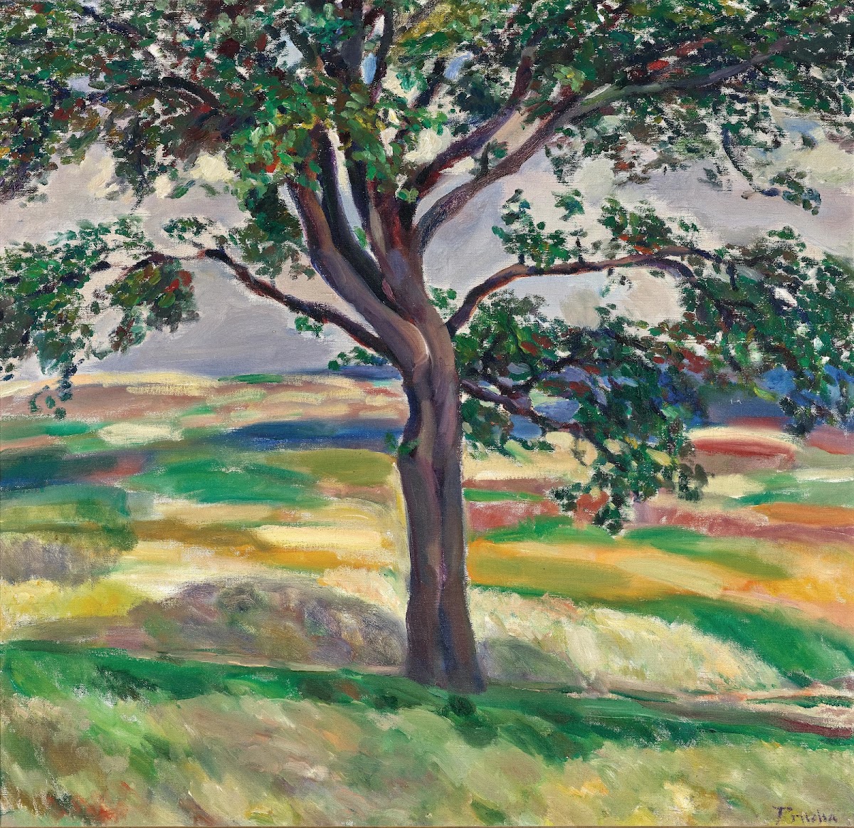 Tree Around 1912