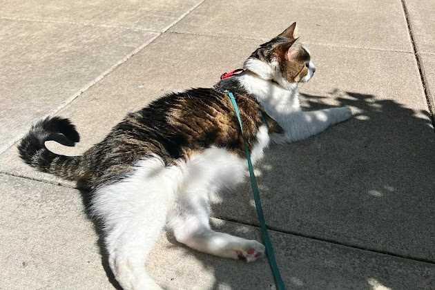 Travel Cat „The Day Tripper“ Verstellbares Geschirr- und Leinenset