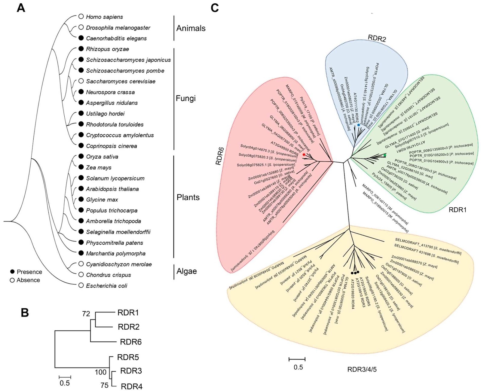The biogenesis, regulation and functions of transitive siRNA in plants