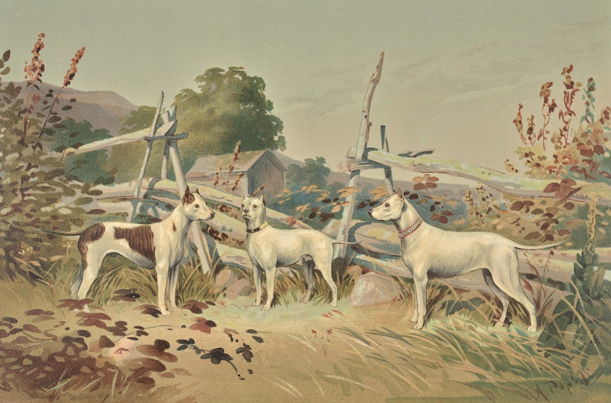 Three standing white dogs with cropped ears one with liver spots 1880
