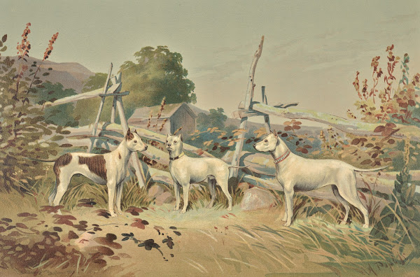 Three standing white dogs with cropped ears one with liver spots 1880