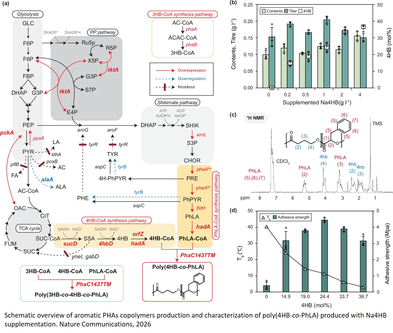 Synthesis of poly(4HB-co-PhLA) and poly(3HB-co-4HB-co-PhLA) as sustainable hot-melt adhesives using engineered Escherichia coli