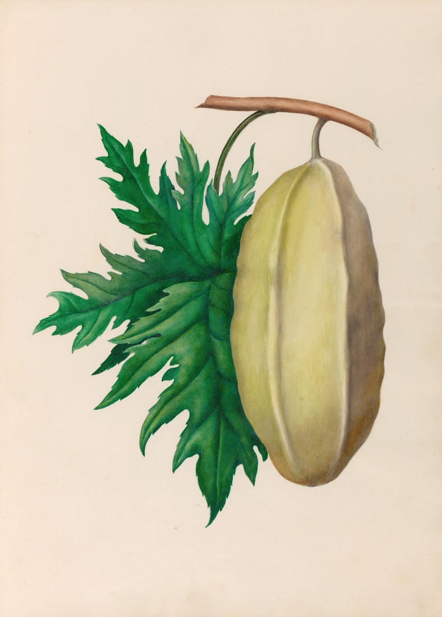 Drawings of tropical flowers and fruits from South America Pl35 1830