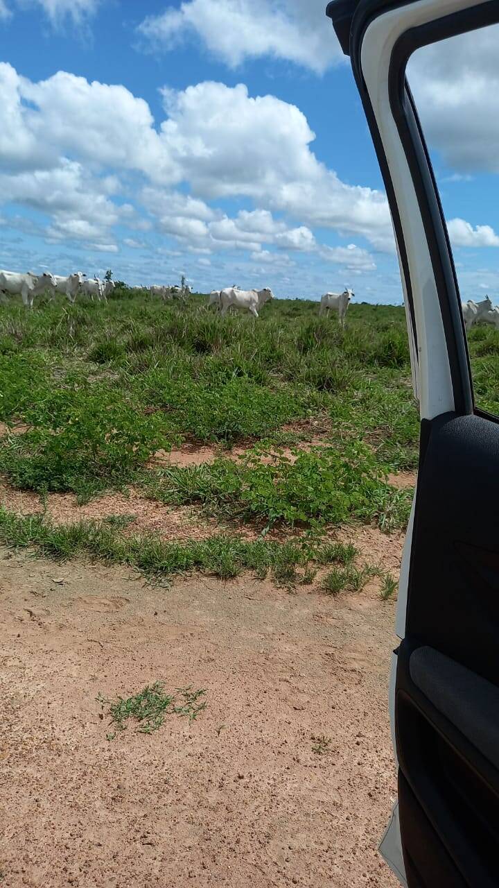 Fazenda em Santana do Araguaia-PA 8