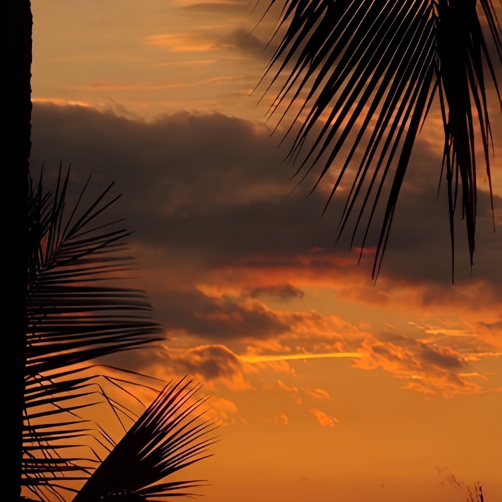 Download Tropical Palm Tree Sunset iPhone