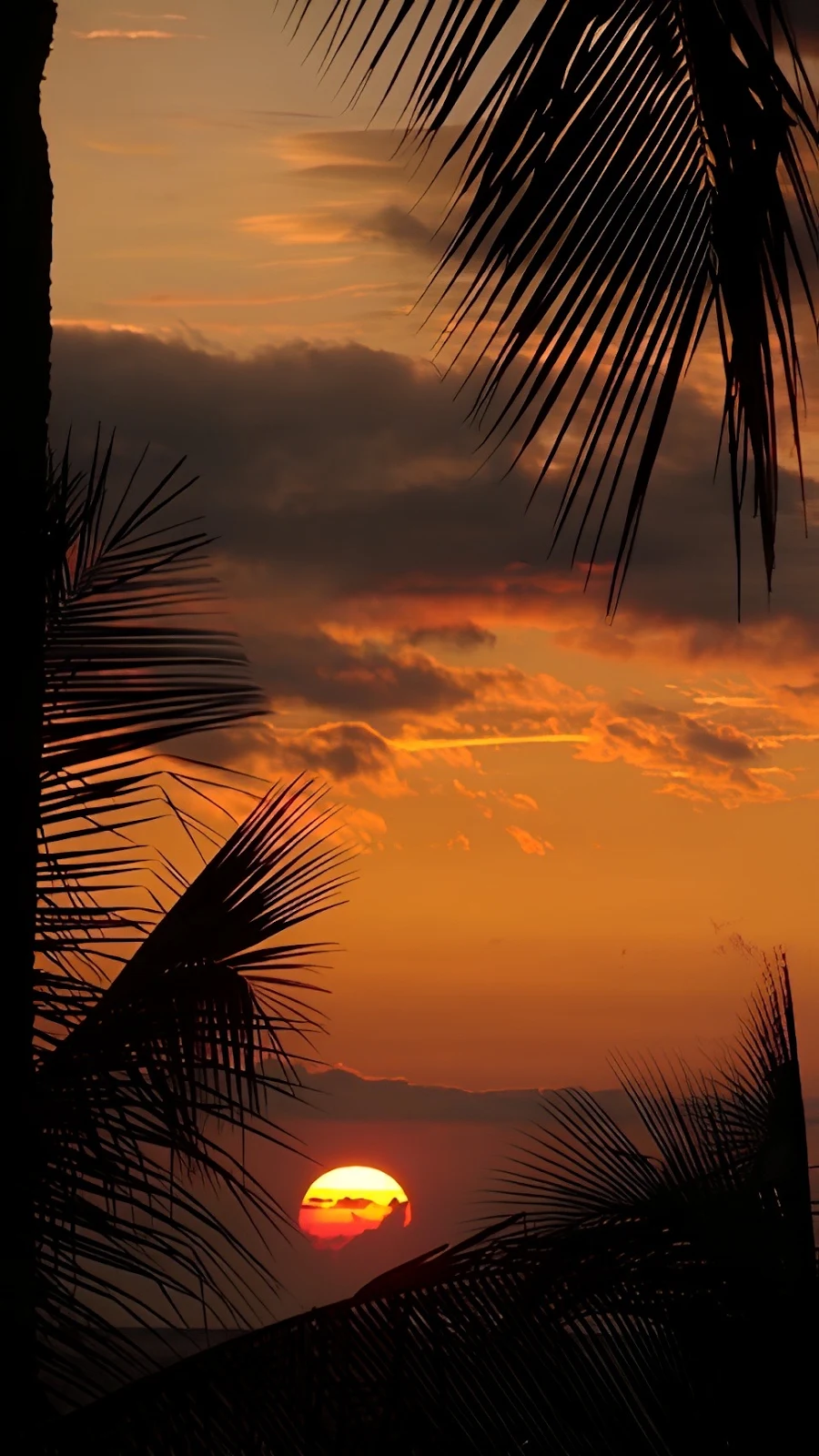 Tropical Palm Tree Sunset - Nature Photography iPhone Wallpaper (972x1728)