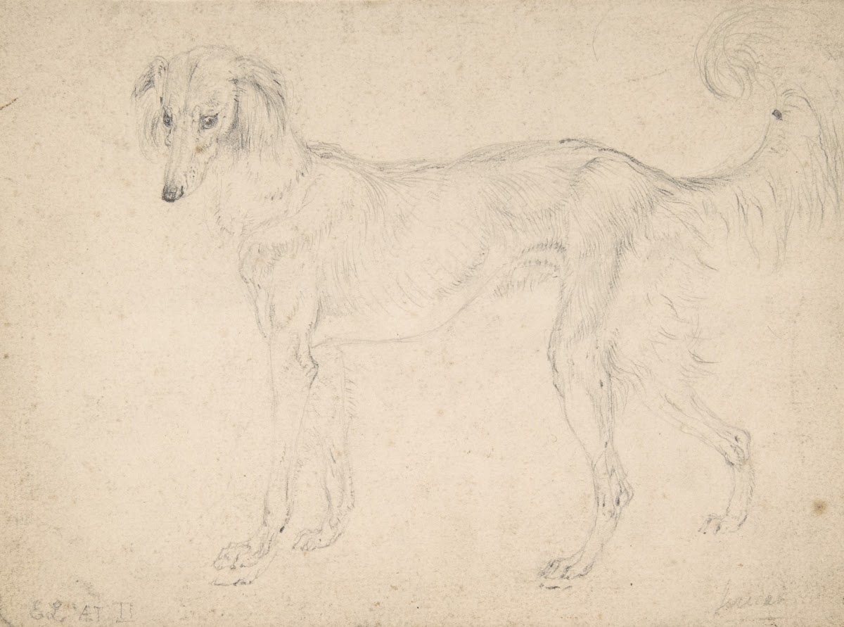 Study of a Feathered Saluki Facing Left 1813
