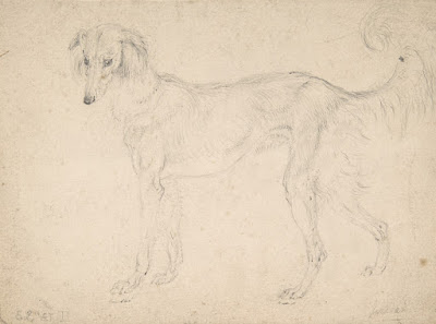 Study of a Feathered Saluki Facing Left 1813