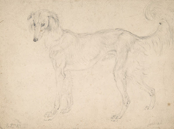 Study of a Feathered Saluki Facing Left 1813