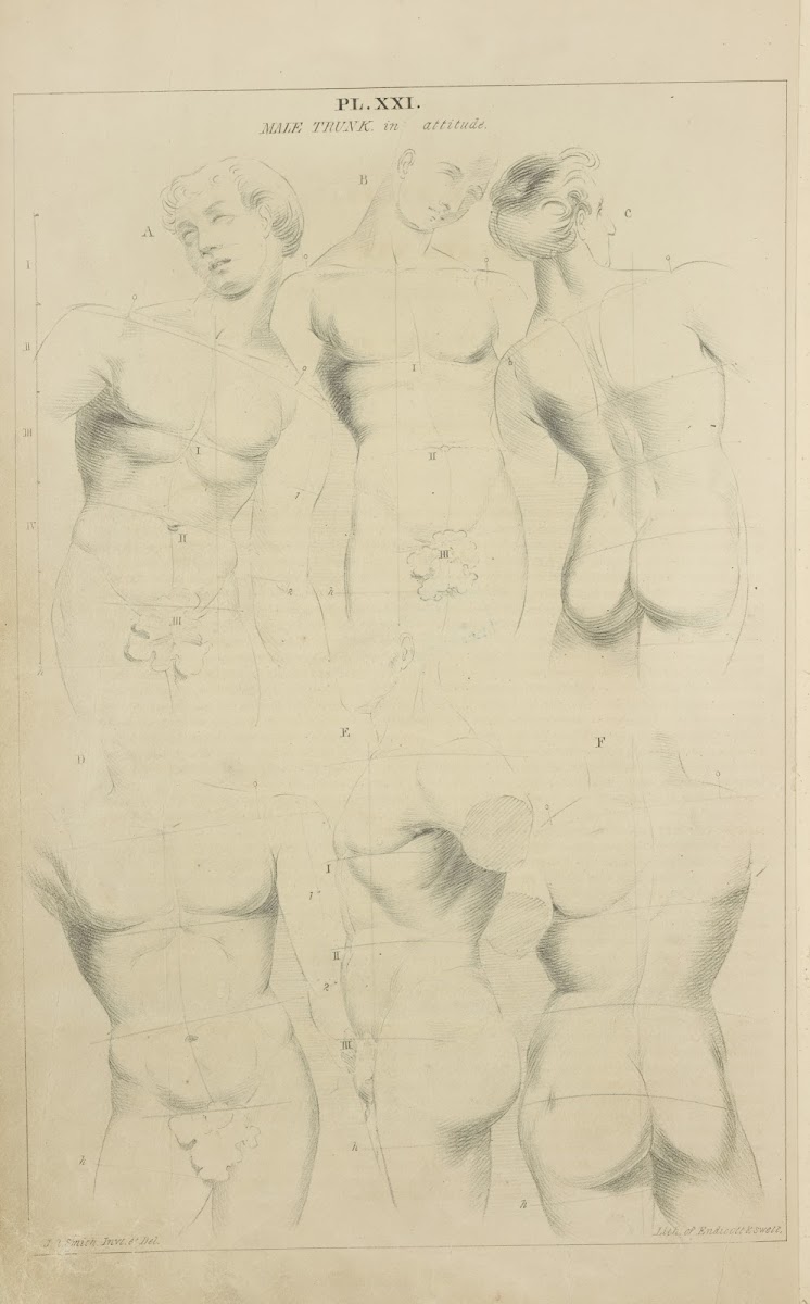 Male trunk  in attitude 1831