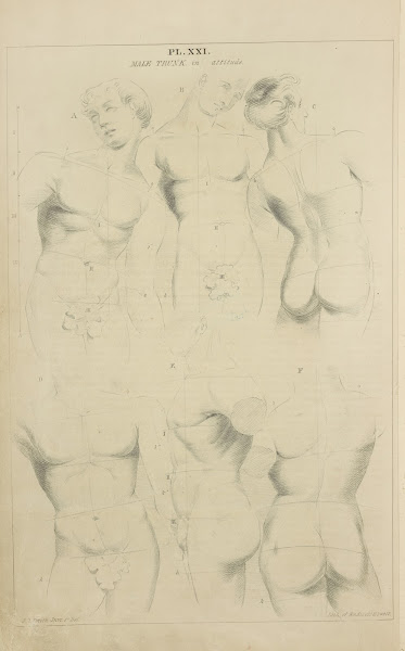Male trunk  in attitude 1831