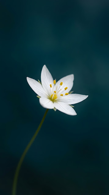 Macro Photo of a Single White Starflower on a Deep Teal Background - Free mobile Wallpaper