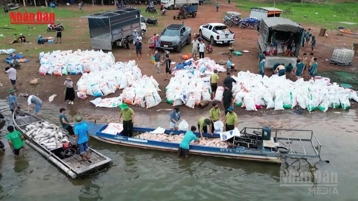 [Video] Hơn 200 tấn cá chết trên hồ Trị An do môi trường biến đổi bất lợi - Báo Nhân Dân