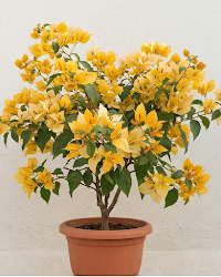 Imported Foxtail Yellow Bougainvillea Plant