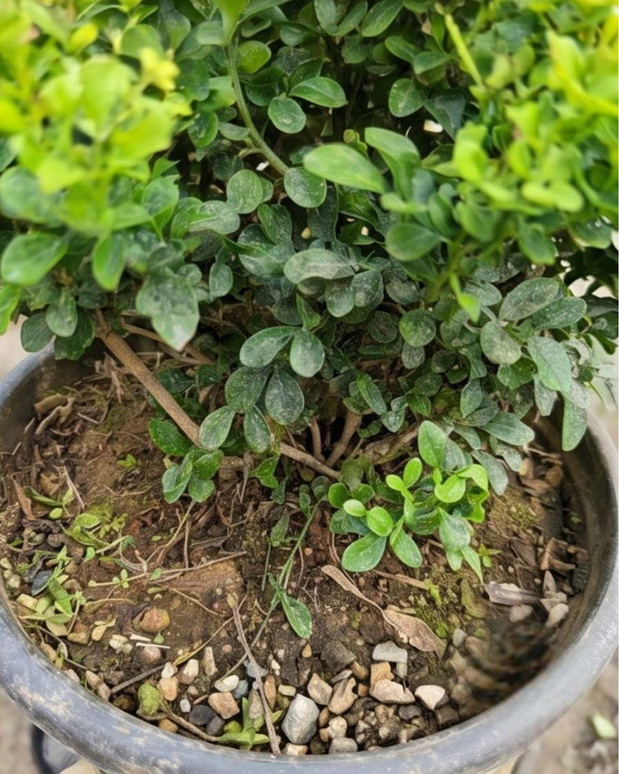Dwarf Madhu Kamini Plant — view 5