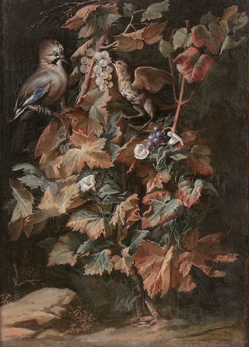 Geai et étourneau sur un pied de vigne entouré de liseron