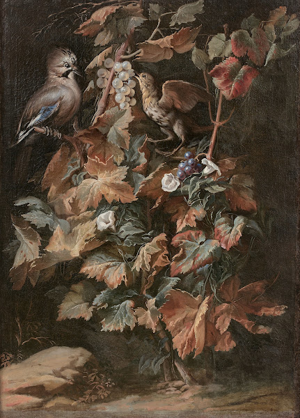 Geai et étourneau sur un pied de vigne entouré de liseron